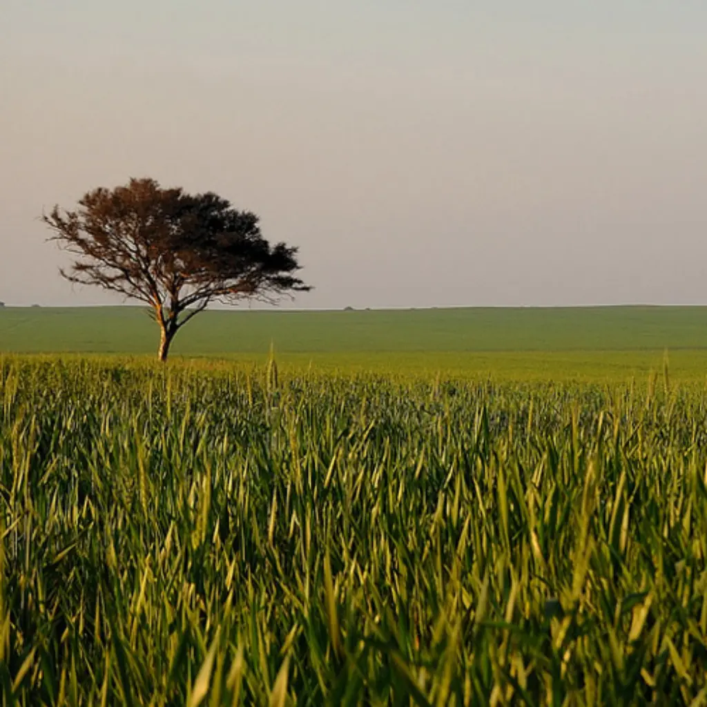 Sojafeld_marcosHB_flickr_CC-BY-NC-ND_2-0_1