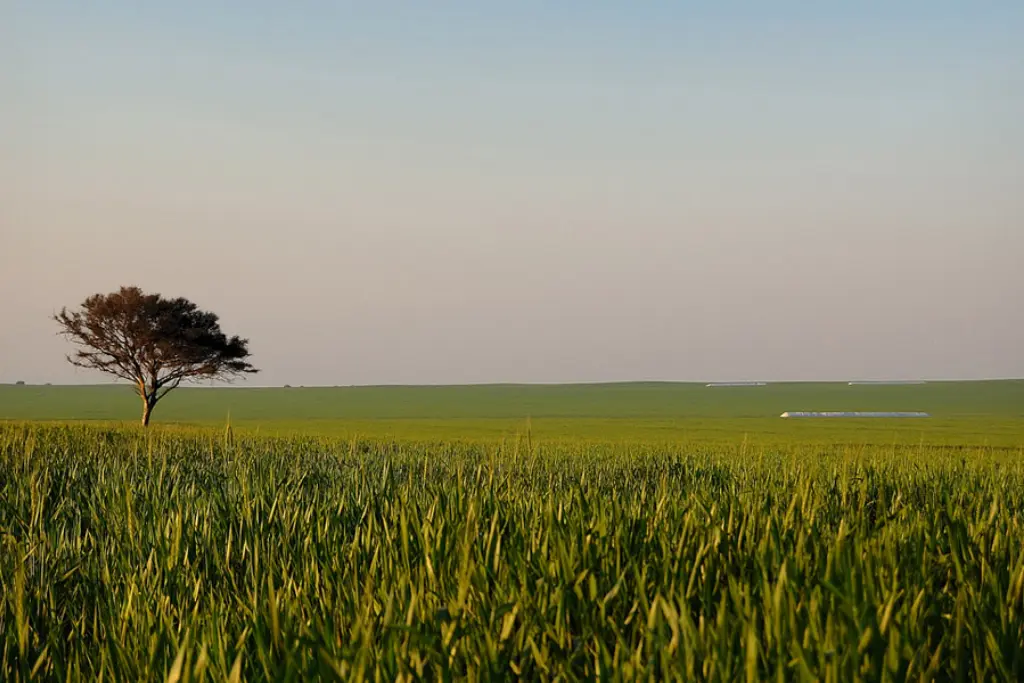 Sojafeld_marcosHB_flickr_CC-BY-NC-ND_2-0