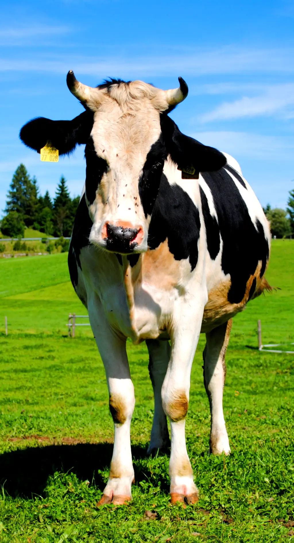 7.	"tan ja" / www.jugendfotos.de, CC-Lizenz(by-nc)
http://creativecommons.org/licenses/by-nc/3.0/deed.de