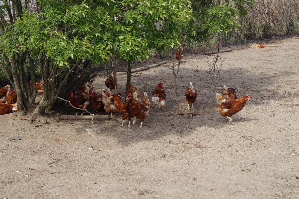 'CLAAS' Mitarbeiter Malzahn erklärt der internationalen Gruppe einen Mähdrescher