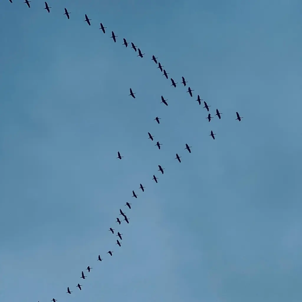 Migratory birds 8396891 1280