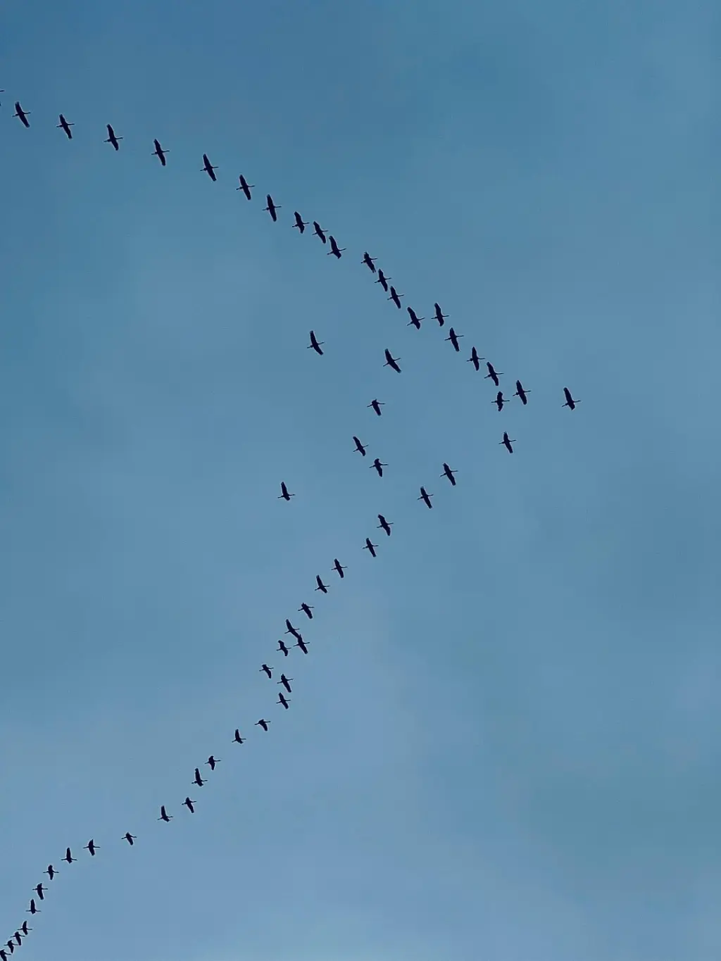 Migratory birds 8396891 1280